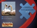 Spiel Swans Puzzle