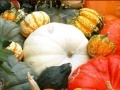 Spiel Hidden Objects: Pumpkin Show