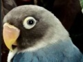 Spiel Hidden Alphabets - Parrots