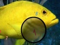 Spiel Amazing Fishes Hidden Numbers