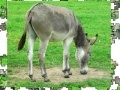 Spiel Jigsaw: Donkey