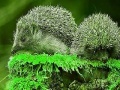 Spiel Green Hedgehogs: Puzzle