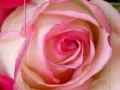 Spiel Pink Rose
