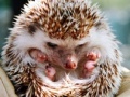 Spiel Small hedgehog