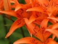 Spiel Jigsaw: Orange Lilies