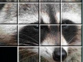 Spiel Raccoon Puzzles