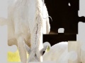 Spiel White Horse