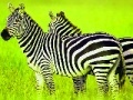 Spiel Green Safari: Zebras Puzzle