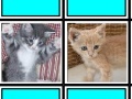 Spiel Fuzzy Memory: Kittens