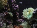 Spiel Coral Reef