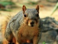 Spiel Hidden Animals: Squirrels