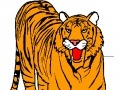 Spiel Tiger Coloring