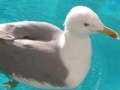 Spiel Seagull: Sliding Puzzle