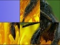 Spiel Black insect slide puzzle