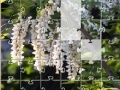 Spiel Jigsaw: New Flowers