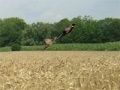 Spiel Pheasant Hunting