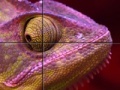 Spiel Purple Chameleon: Slider Puzzle