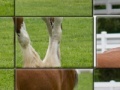 Spiel Clydesdale Horse Slider Puzzle