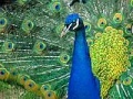 Spiel Puzzles Peacock