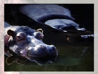 Spiel Hippo