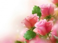 Spiel Pink Roses