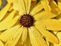 Spiel Flower Petals Raindrop Jigsaw