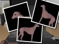 Spiel Greyhound Tycoon