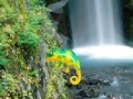 Spiel Colorful Chameleon Sniper