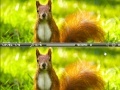 Spiel Squirrel difference