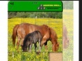 Spiel Horse Puzzle