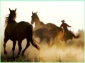 Spiel Cowboy Horses Sliding