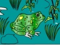 Spiel Frog Coloring