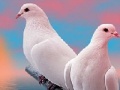 Spiel Lovely white doves slide puzzle