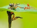 Spiel Little ant and leaf slide puzzle