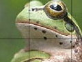 Spiel Sweet Green Frog Slide Puzzle