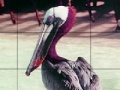 Spiel Pink headed pelican slide puzzle