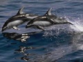 Spiel Dolphins Sliding Puzzle