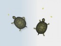 Spiel Turtles