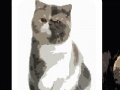 Spiel Cute cats - memory matching