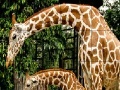 Spiel Giraffes in the forest slide puzzle