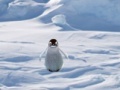 Spiel Cannibal Penguin