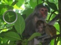 Spiel Hidden Animals: Baby Monkeys