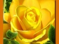 Spiel Yellow Roses