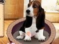 Spiel My Dog Quiz
