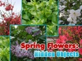 Spiel Spring Flowers: Hidden Objects