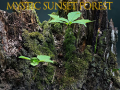 Spiel Mystic sunset forest