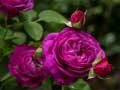 Spiel Purple Roses
