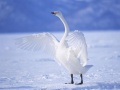 Spiel Graceful Swans
