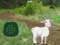 Spiel Goat Find The Child