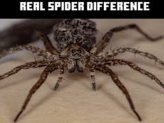 Spiel Real Spider Difference